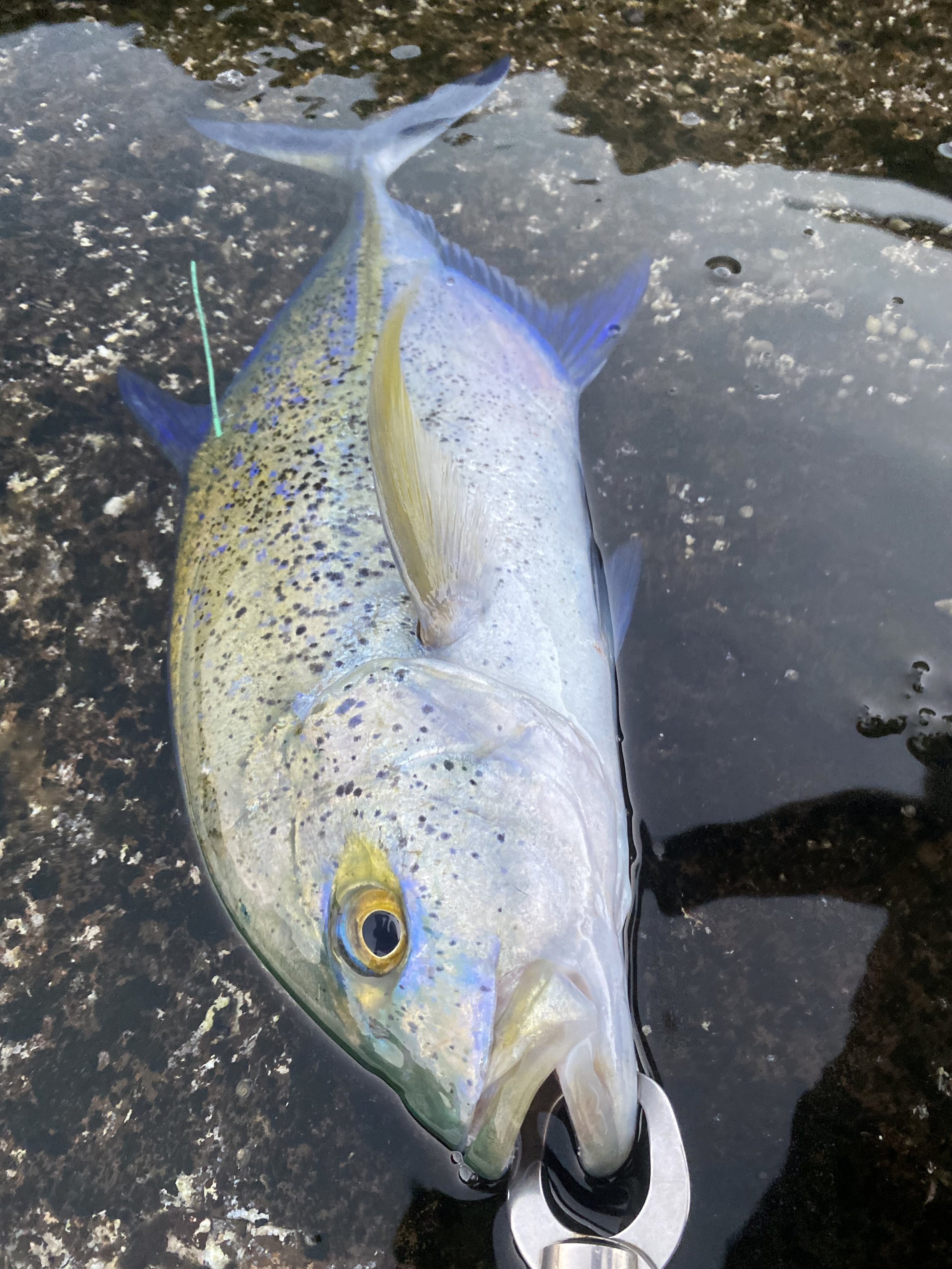 Summer 2024 Fish Tagging Results — PIFG